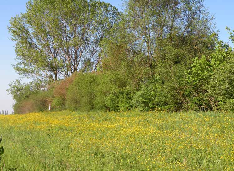 Nelle Valli di Novellara alla ricerca della Viola pumila